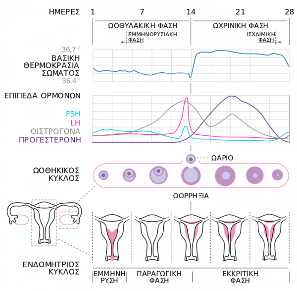 700px-MenstrualCycle2_el_svg.thumb.png.09cb70d2770ec006ee73ec6d825f067b.png