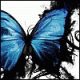 BlueButterfly