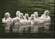 swanmommy