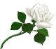 white_rose