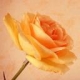 fleur